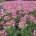 醉碟花，广东省佛山基地直销
