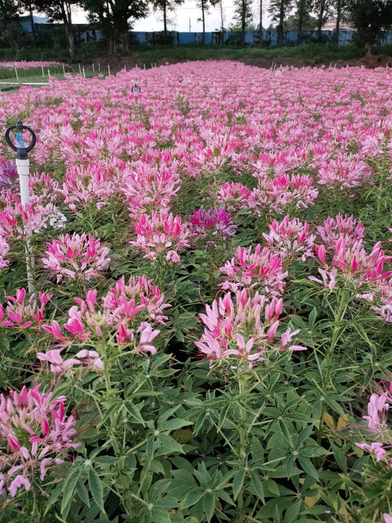 醉碟花，广东省佛山基地直销