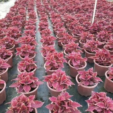 彩叶草，广东省佛山基地直销