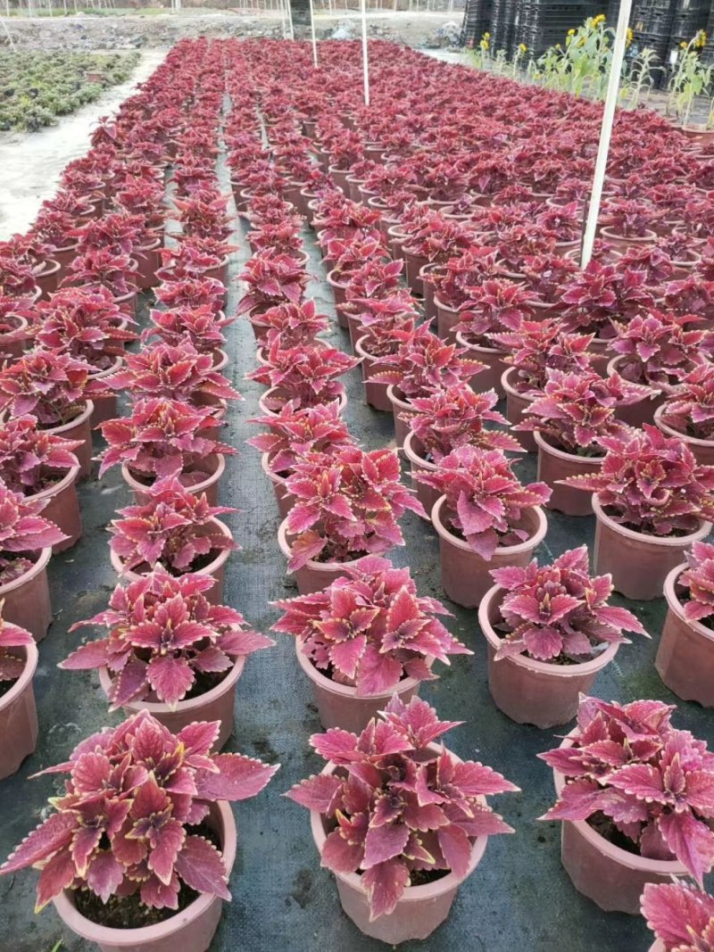 彩叶草，广东省佛山基地直销