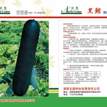 冬瓜种子吊冬瓜地冬瓜