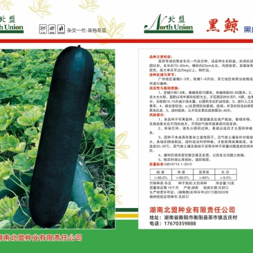 冬瓜种子吊冬瓜地冬瓜