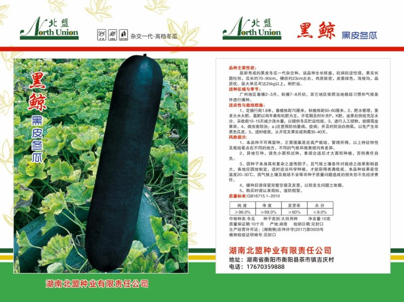 冬瓜种子吊冬瓜地冬瓜