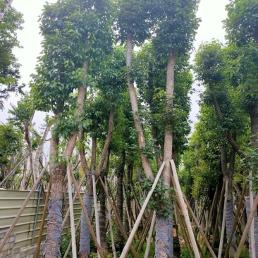 樟树公园专用乔木大量出售