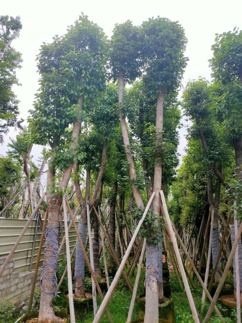 樟树公园专用乔木大量出售