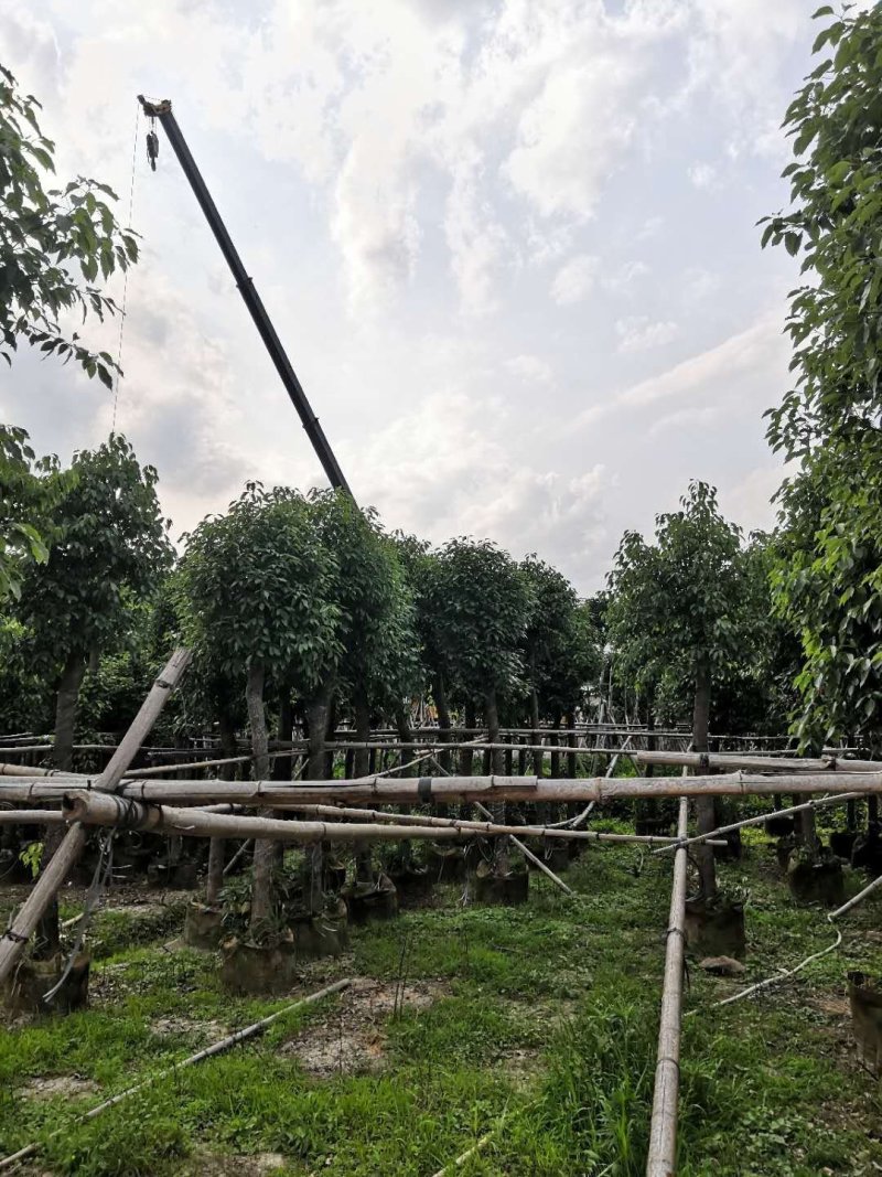 樟树公园专用乔木大量出售