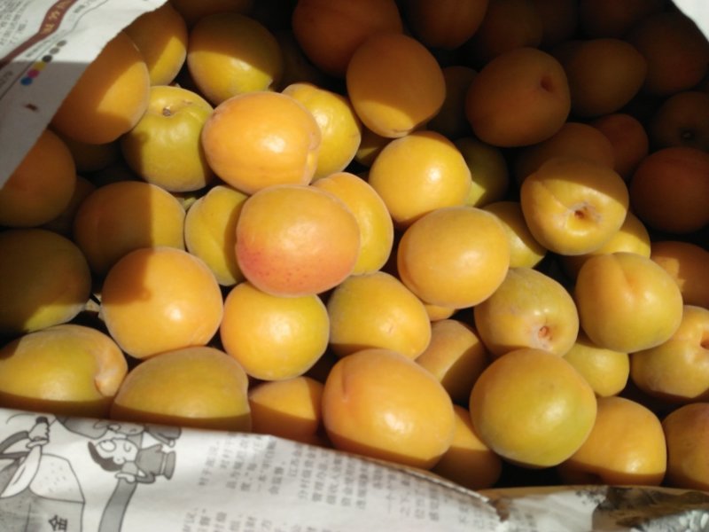 金太阳杏，，，，，，，欢迎来山西早熟杏基地，首阳，谭国，