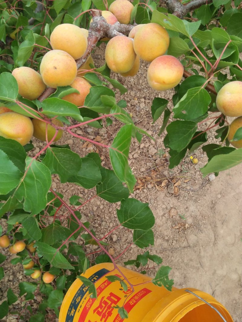 金太阳杏，，，，，，，欢迎来山西早熟杏基地，首阳，谭国，
