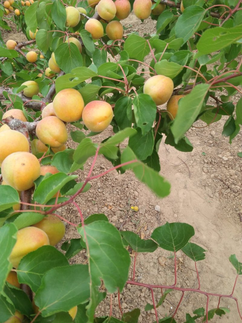 金太阳杏，，，，，，，欢迎来山西早熟杏基地，首阳，谭国，