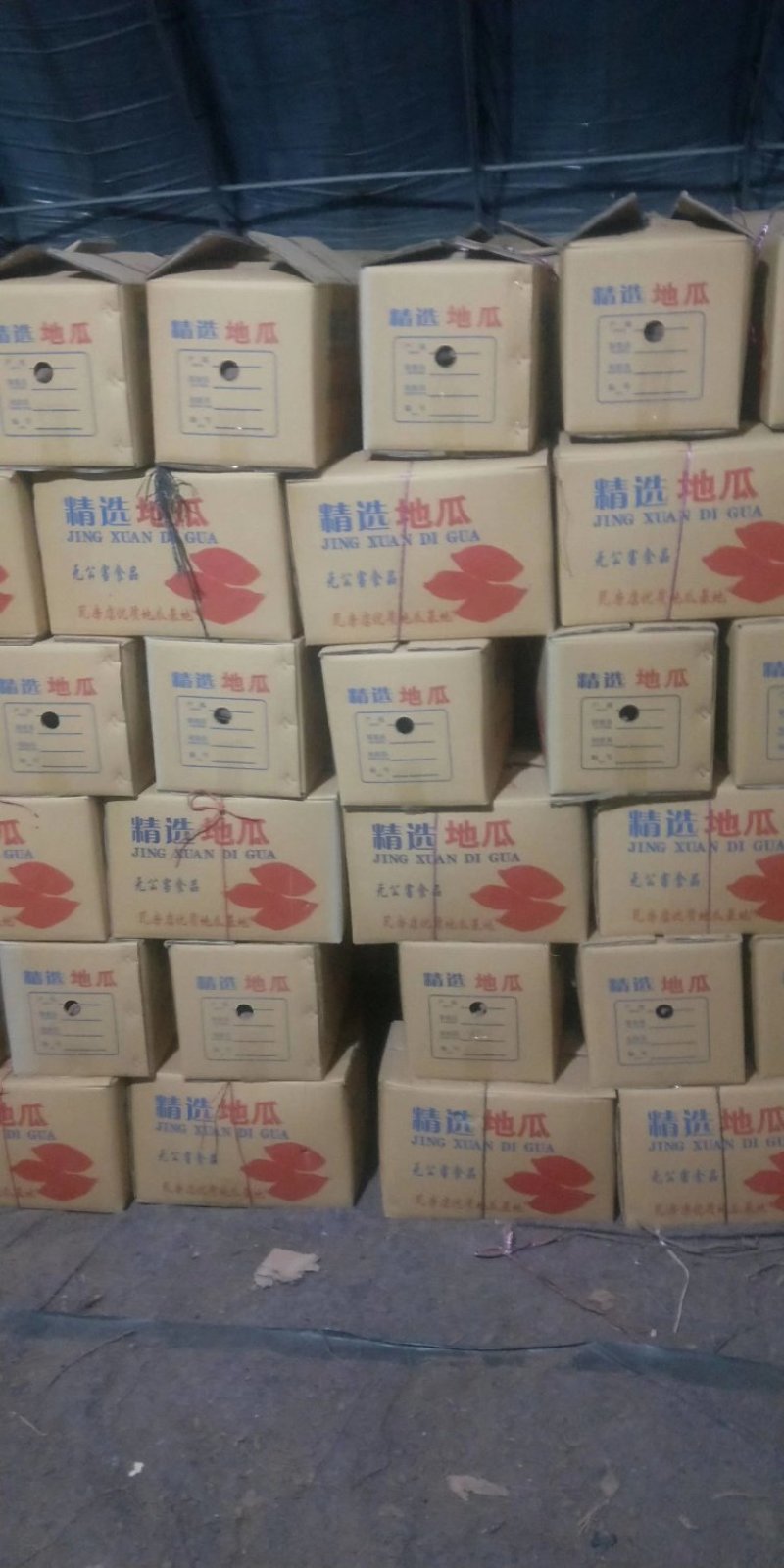 精品凌海地瓜基地品种有早丰龙暑九远销全国各地市场