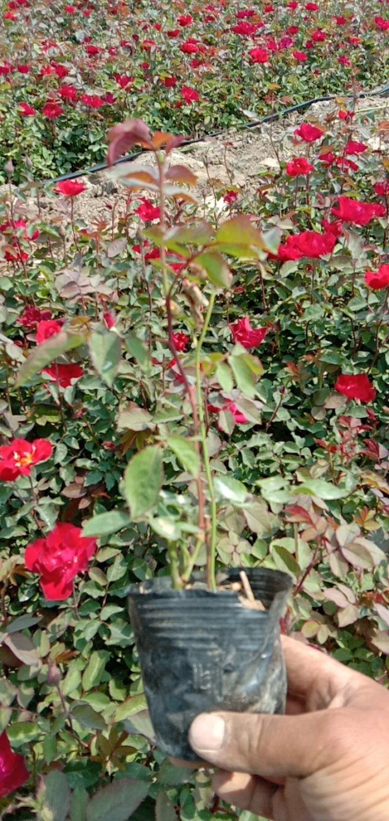 丰花月季