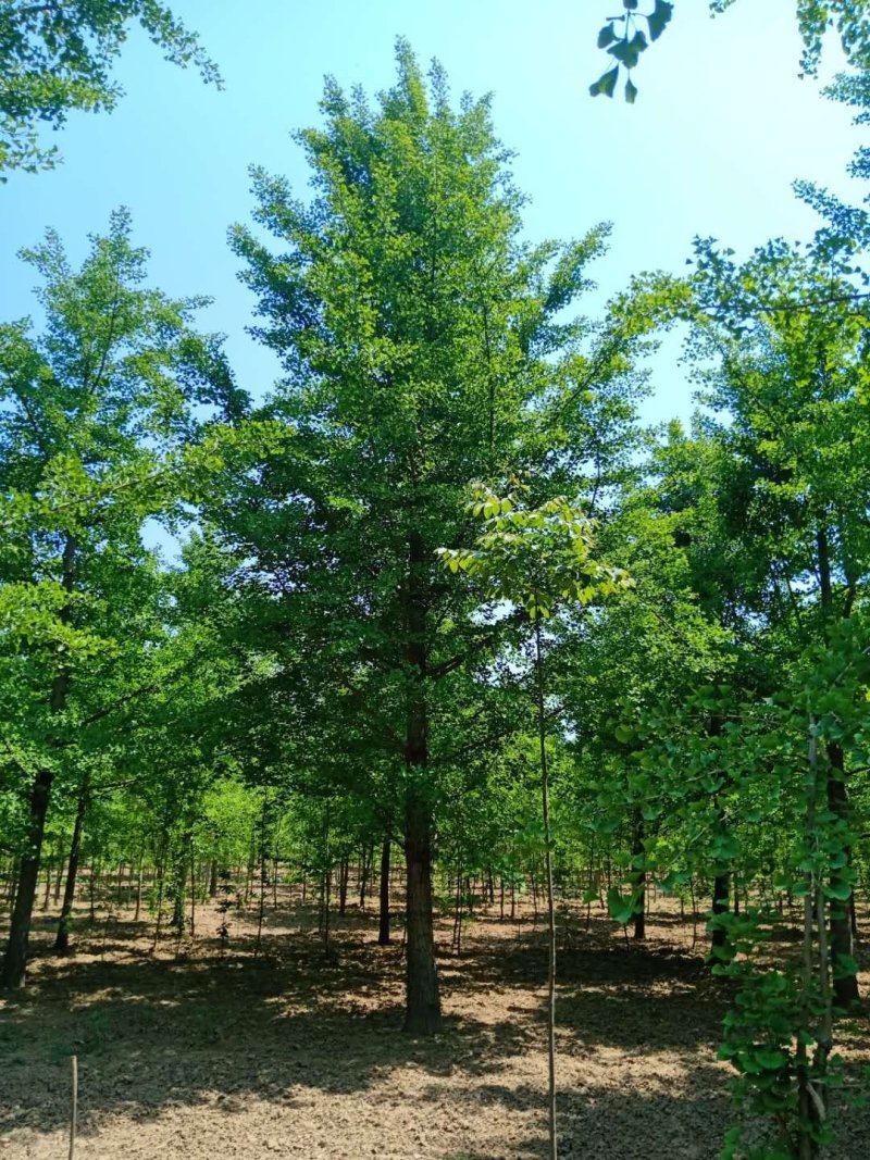 银杏树15公分18公分20公分25公分28公分30公分