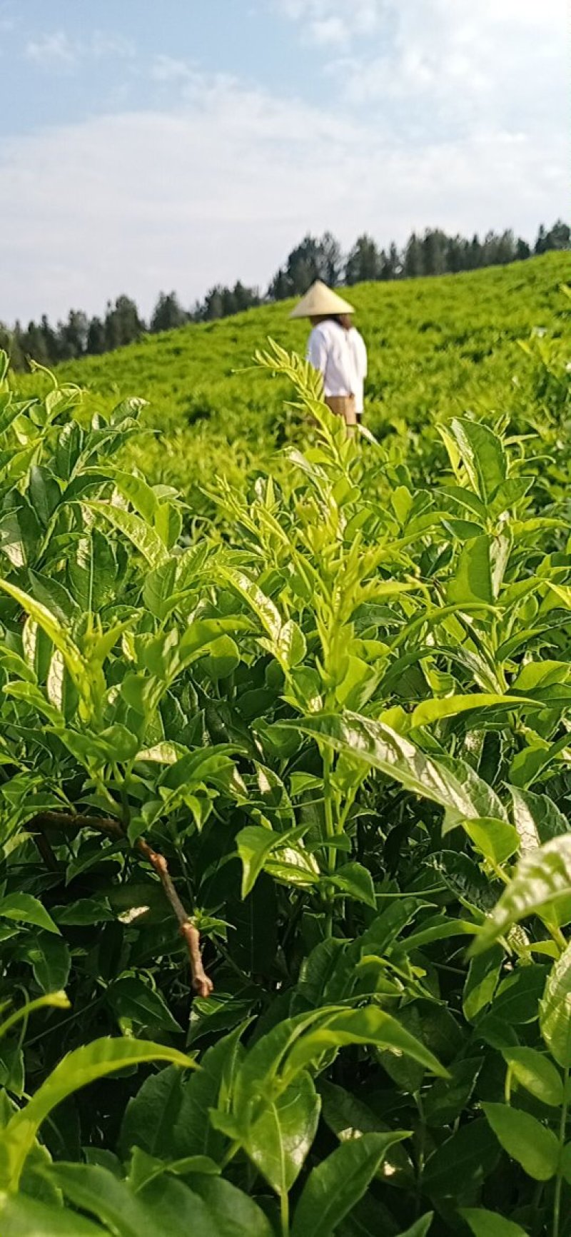 张家界莓茶