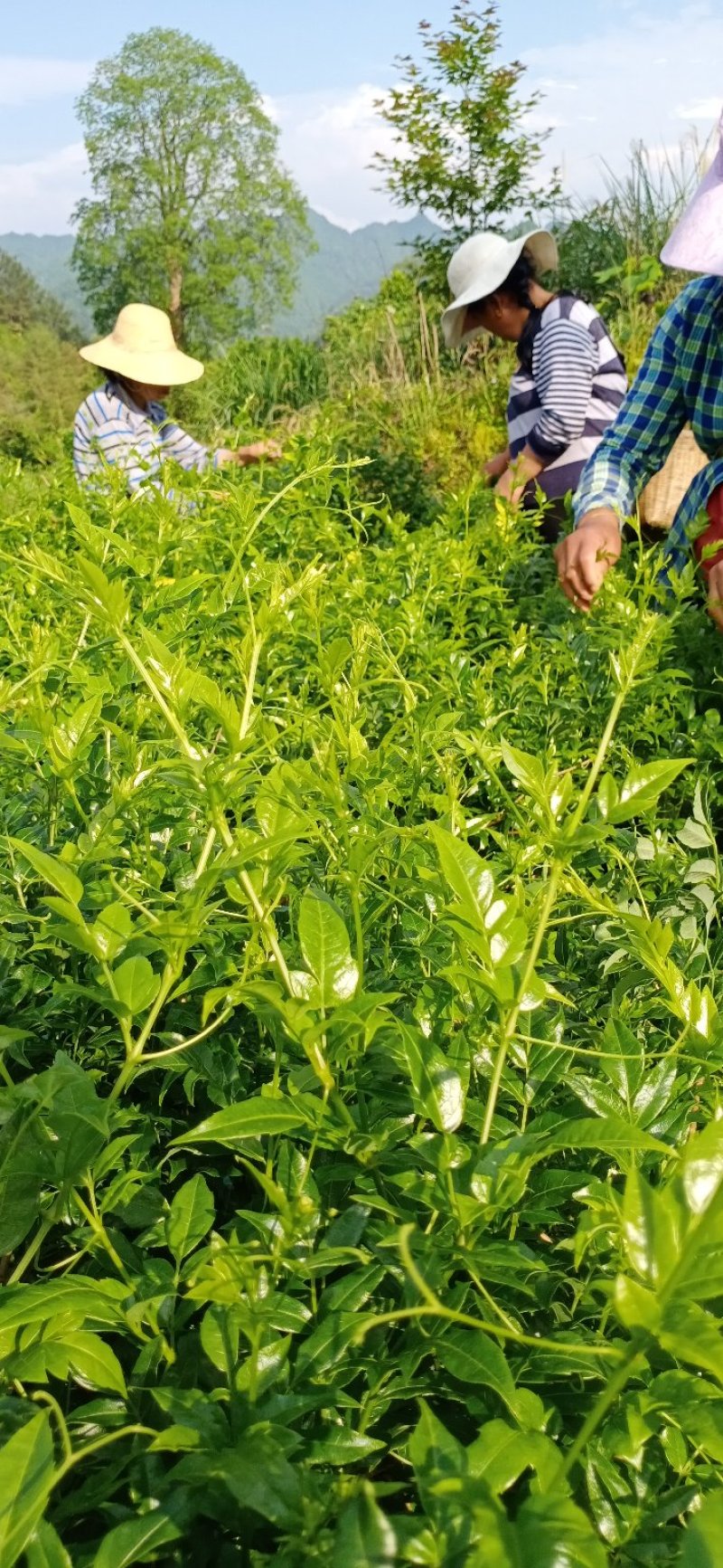 张家界莓茶