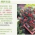 红豆杉树苗火刺树野红豆火刺树红珠满树红果庭院盆栽树