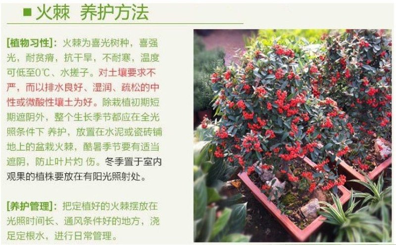 红豆杉树苗火刺树野红豆火刺树红珠满树红果庭院盆栽树