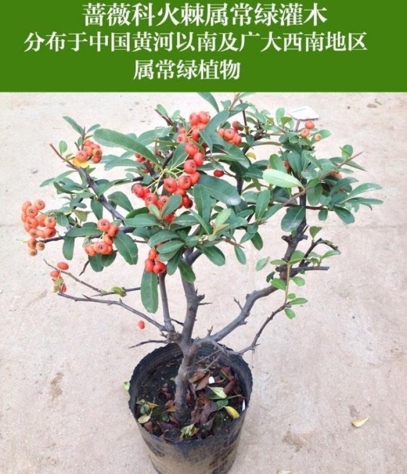 红豆杉树苗火刺树野红豆火刺树红珠满树红果庭院盆栽树