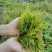 张家界莓茶