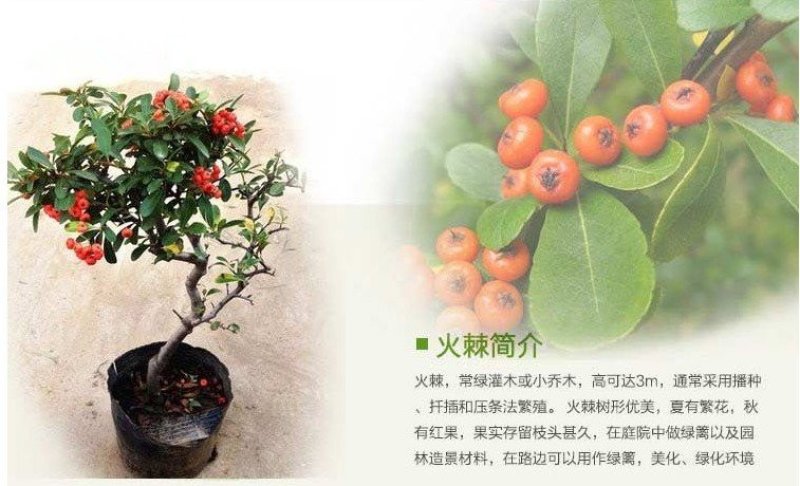 红豆杉树苗火刺树野红豆火刺树红珠满树红果庭院盆栽树