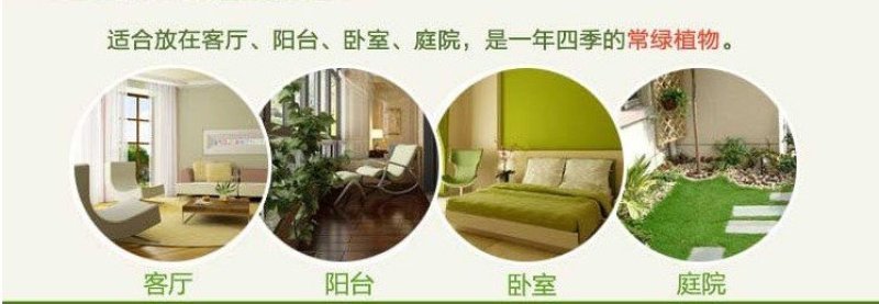 红豆杉树苗火刺树野红豆火刺树红珠满树红果庭院盆栽树