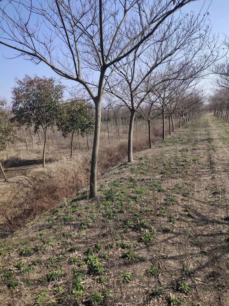 合欢15公分16公分17公分18公分19公分20公分