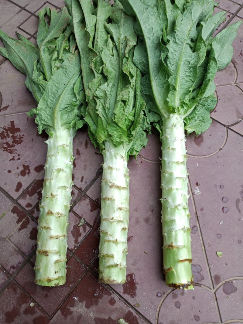 河北定州蔬菜基地莴笋大量上市，质美价优，欢迎电联洽谈