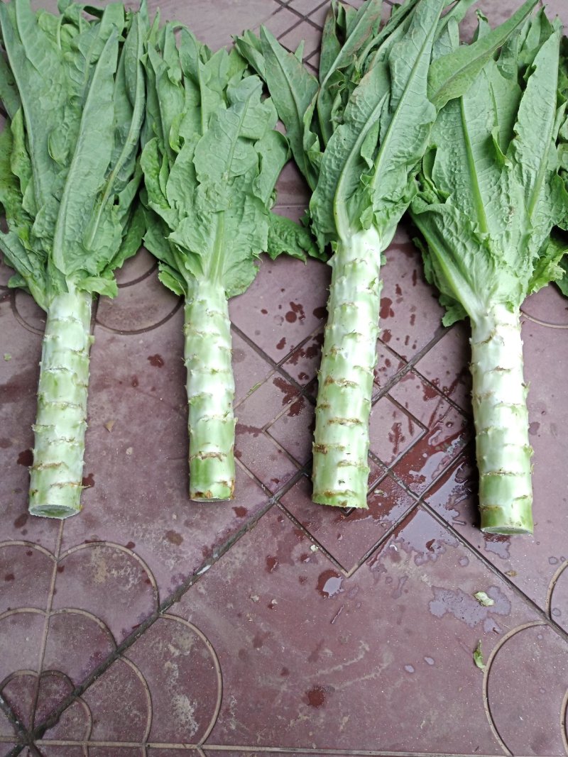河北定州蔬菜基地莴笋大量上市，质美价优，欢迎电联洽谈