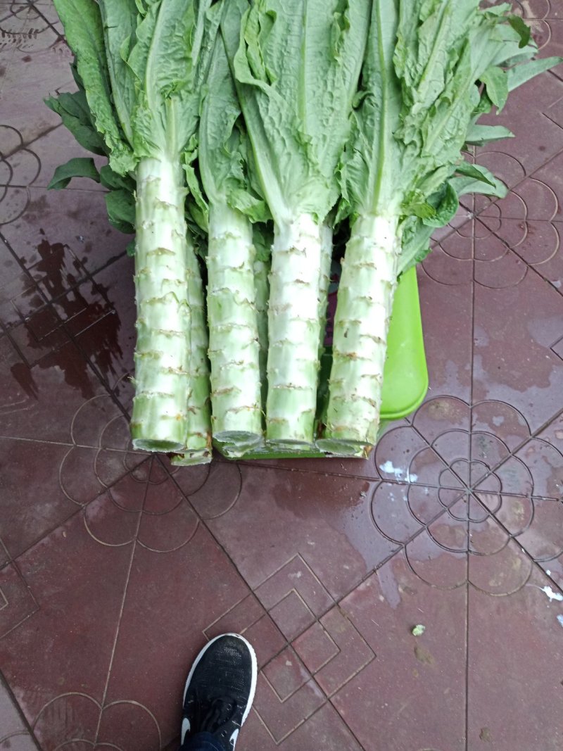 河北定州蔬菜基地莴笋大量上市，质美价优，欢迎电联洽谈