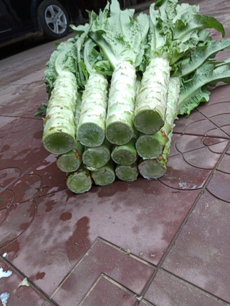 河北定州蔬菜基地莴笋大量上市，质美价优，欢迎电联洽谈