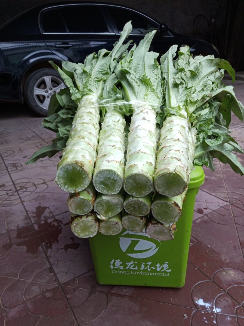 河北定州蔬菜基地莴笋大量上市，质美价优，欢迎电联洽谈