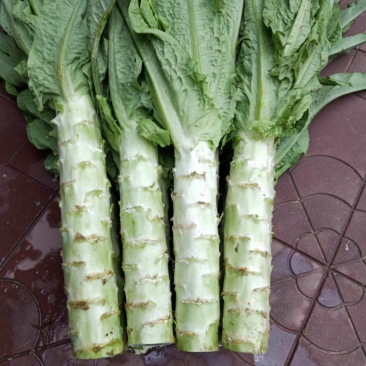 河北定州蔬菜基地莴笋大量上市，质美价优，欢迎电联洽谈