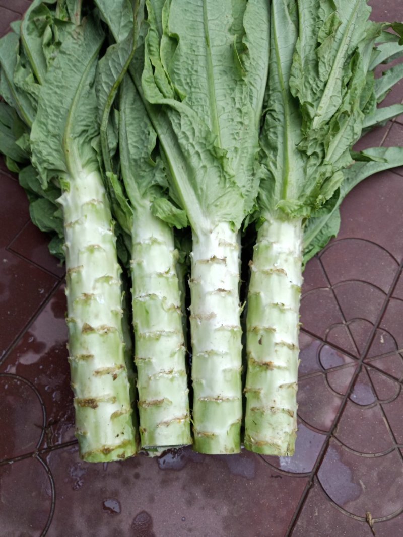 河北定州蔬菜基地莴笋大量上市，质美价优，欢迎电联洽谈