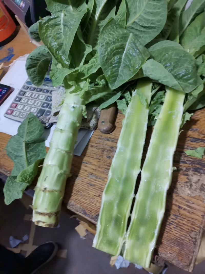 河北定州蔬菜基地莴笋大量上市，质美价优，欢迎电联洽谈