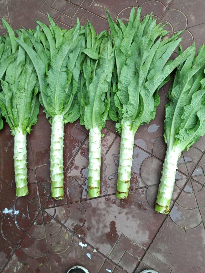 河北定州蔬菜基地莴笋大量上市，质美价优，欢迎电联洽谈