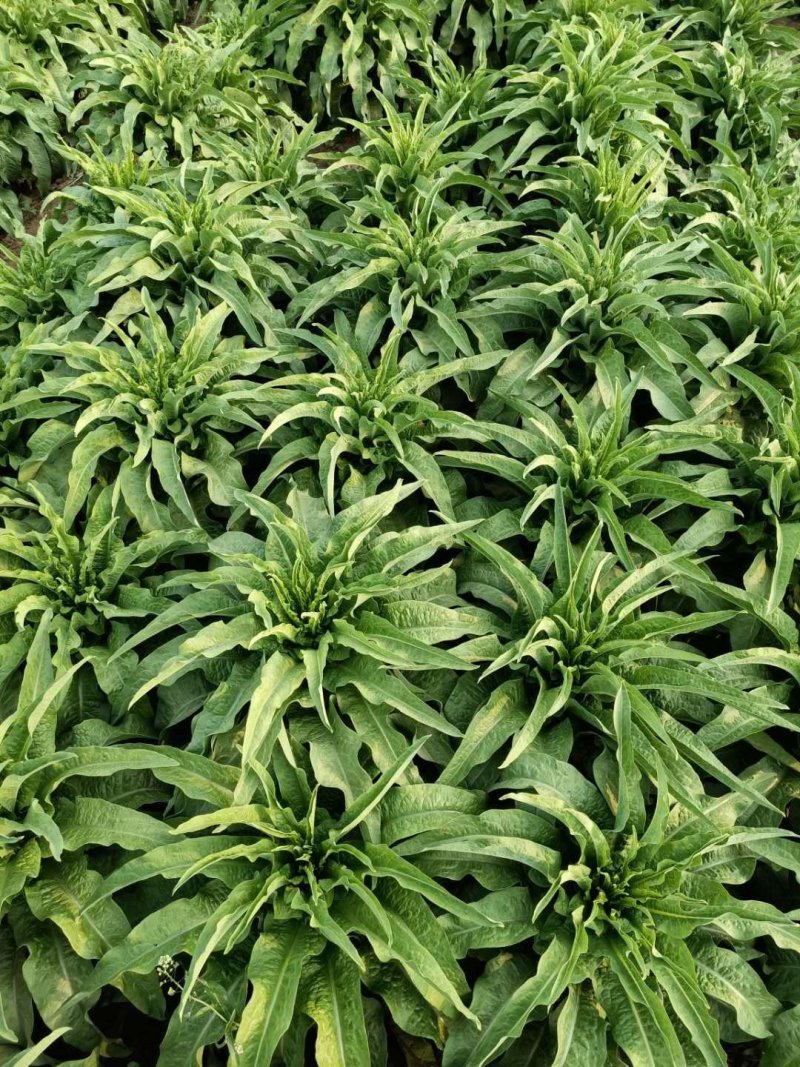 河北定州蔬菜基地莴笋大量上市，质美价优，欢迎电联洽谈