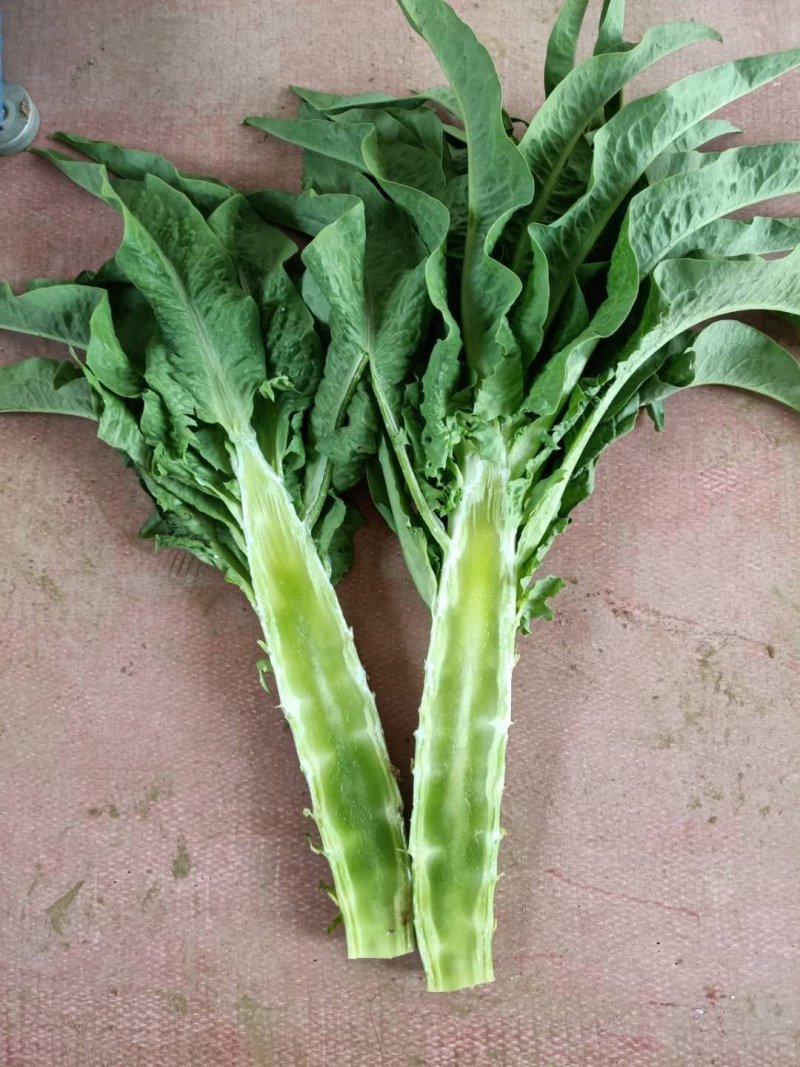 河北定州蔬菜基地莴笋大量上市，质美价优，欢迎电联洽谈