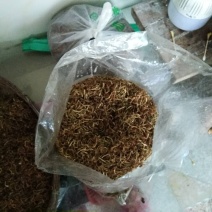 中药材金银花精品干货