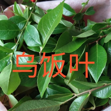 乌饭叶南烛叶乌饭原料天然色素真货正品