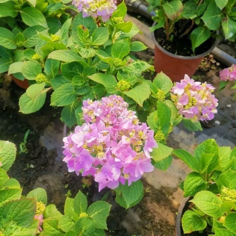 【江苏沭阳爆卖】绣球花苗，无尽夏品种绣球