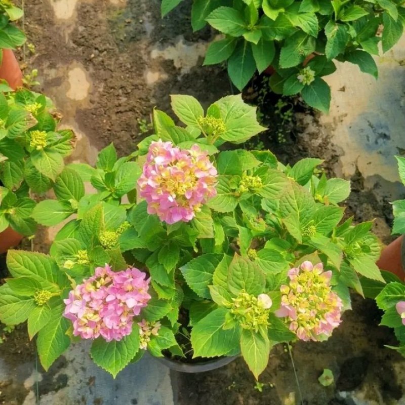 【江苏沭阳爆卖】绣球花苗，无尽夏品种绣球