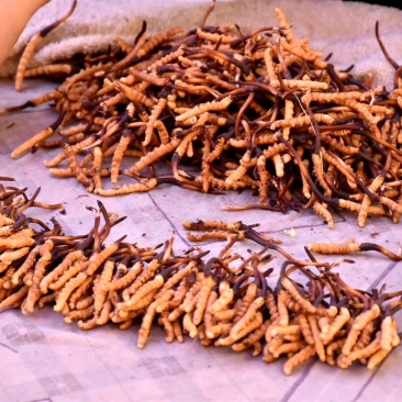 西宁直发鲜虫草
