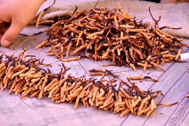 西宁直发鲜虫草