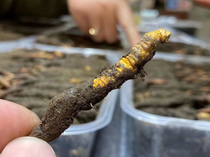 西宁直发鲜虫草