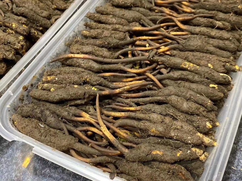 西宁直发鲜虫草