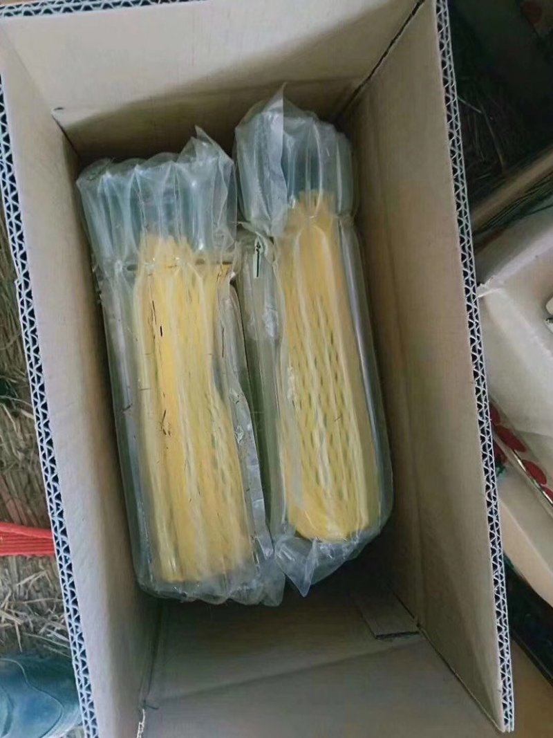 博洋61山东聊城莘县博洋蜜61甜瓜