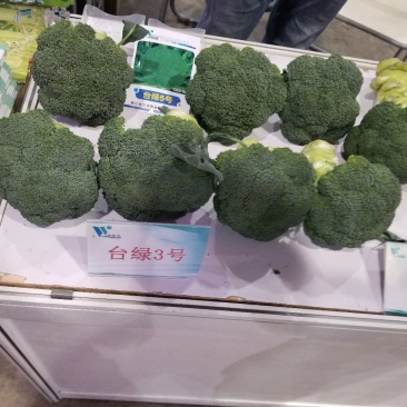 台绿3号台绿6号西兰花种子耐寒热高产抗性强