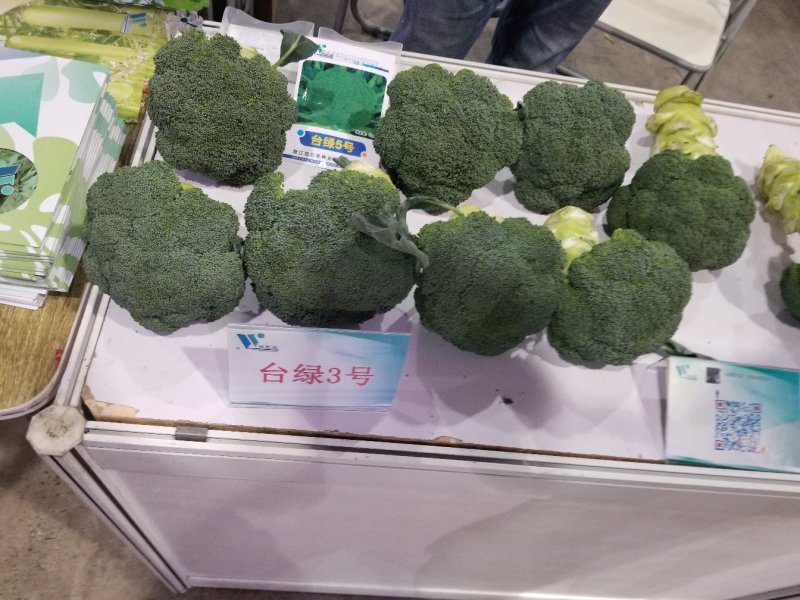 台绿3号台绿6号西兰花种子耐寒热高产抗性强