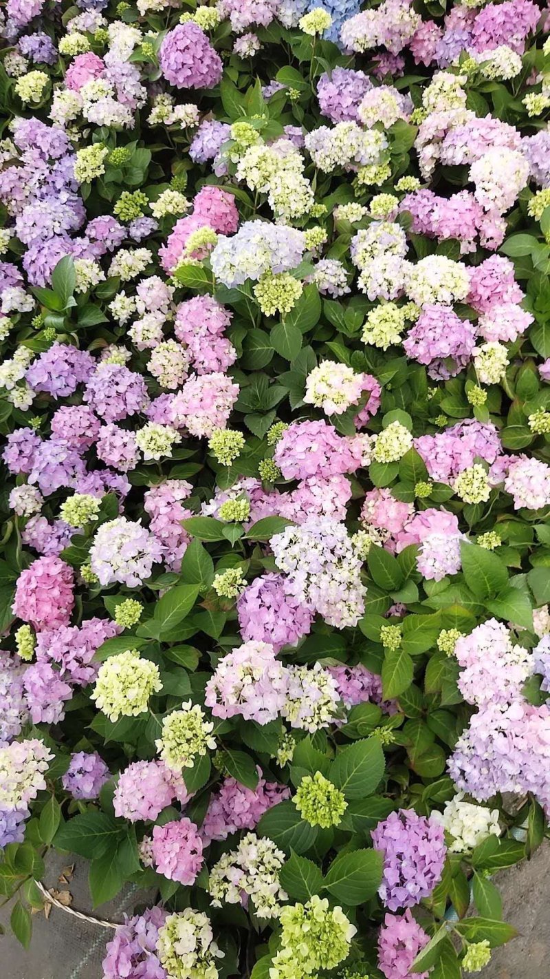 【江苏沭阳爆卖】绣球花苗，无尽夏品种绣球