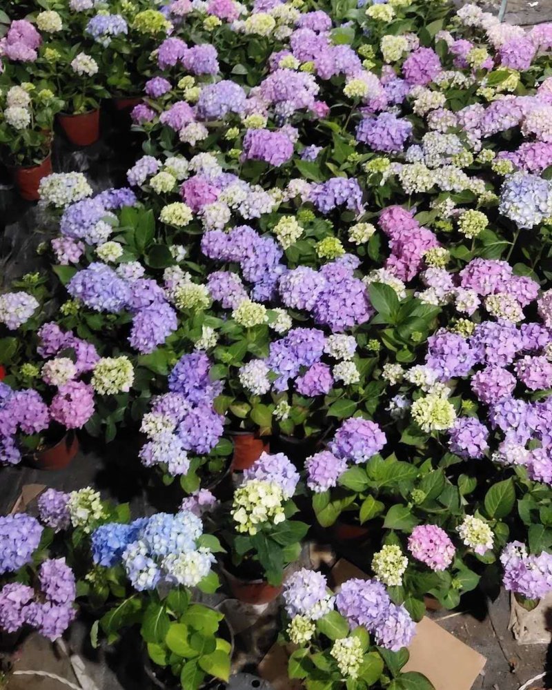 【江苏沭阳爆卖】绣球花苗，无尽夏品种绣球