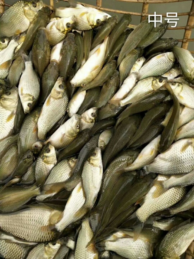 裸鲤苗，鲤鱼，无鳞鱼，革鲤鱼苗，品种齐，价格优，质量好